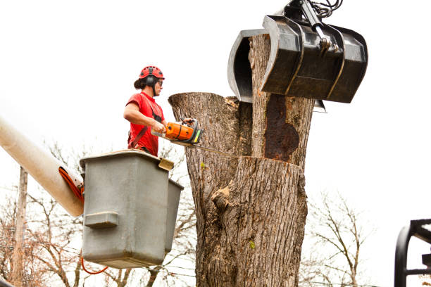 Best Tree Removal Service  in Beckett, NJ